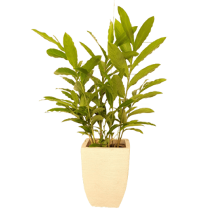 Planta Natural  Alpinia em Vaso Retangular M